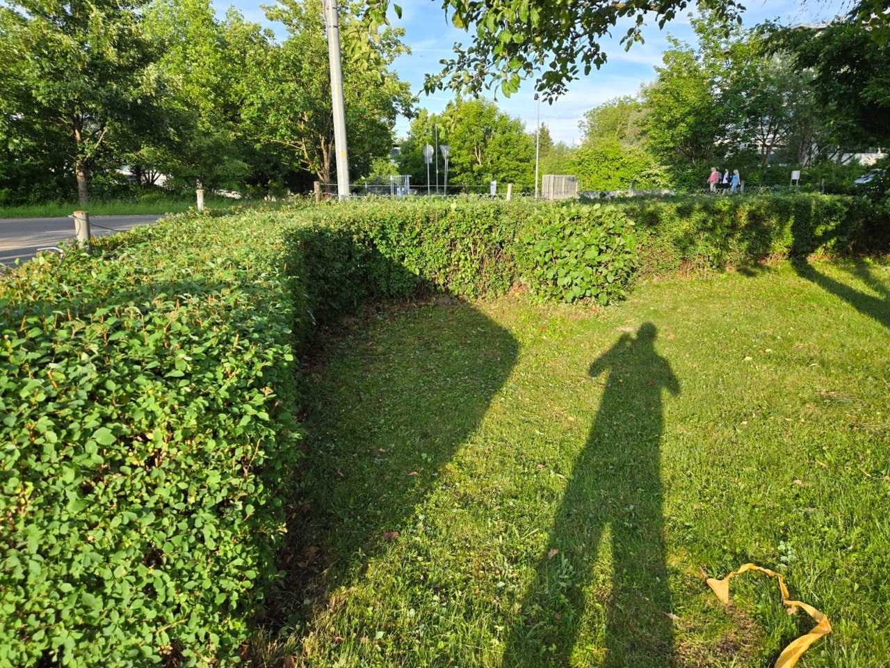 Heckenschnitt